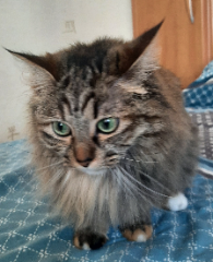 Arya