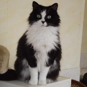 Zibouille