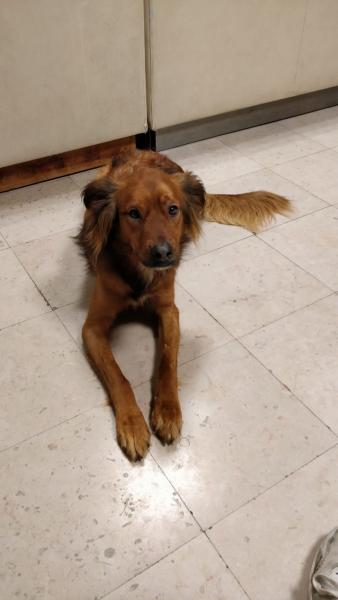 Oscar