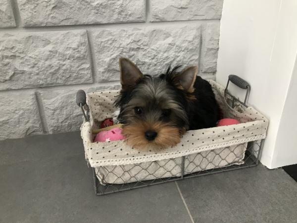 Piwy
