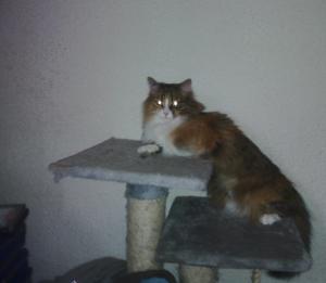 Laya