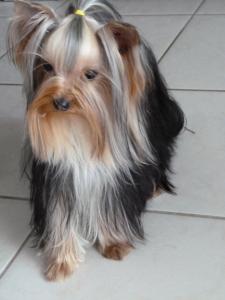 ILDA