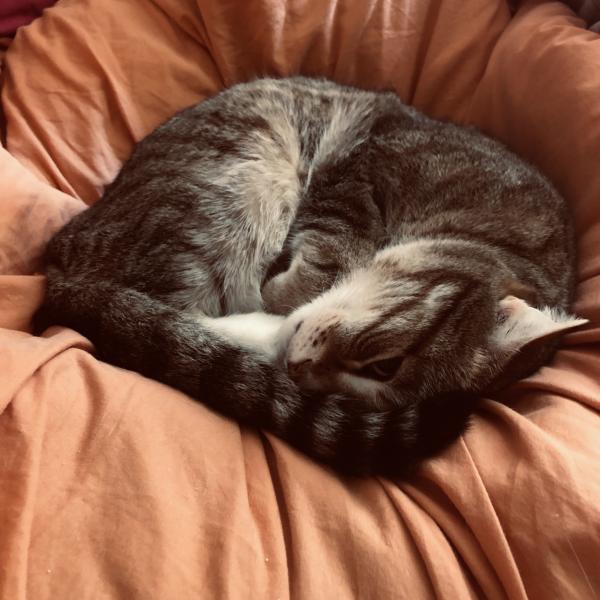 Neko