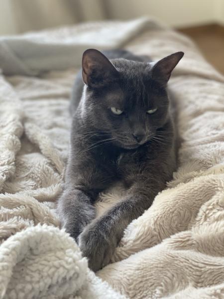 Photo de SIMBA