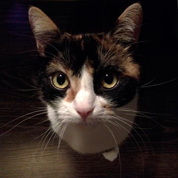 Lou