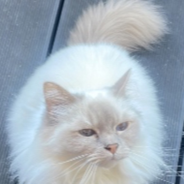 Lila