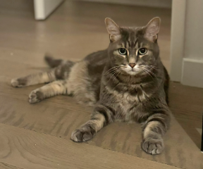 Milo