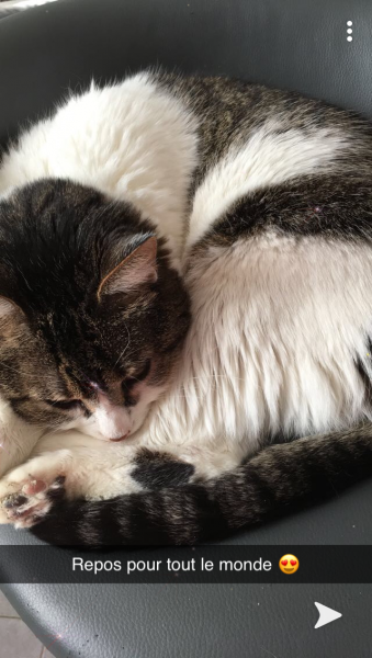 Choupette