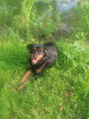 Maya