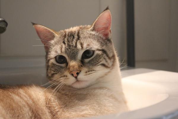 Maurice