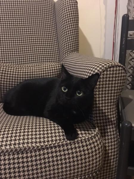 Photo de Kali