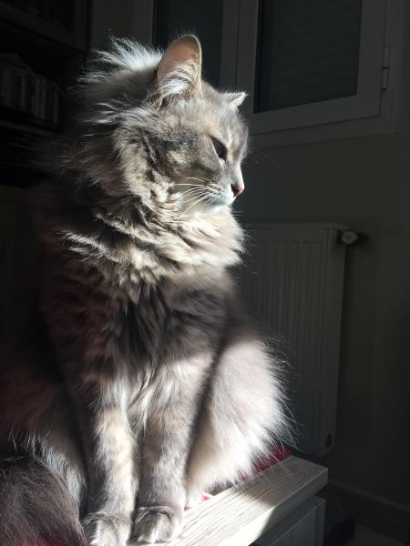 Photo de Cookie (appelée aussi Cookette)