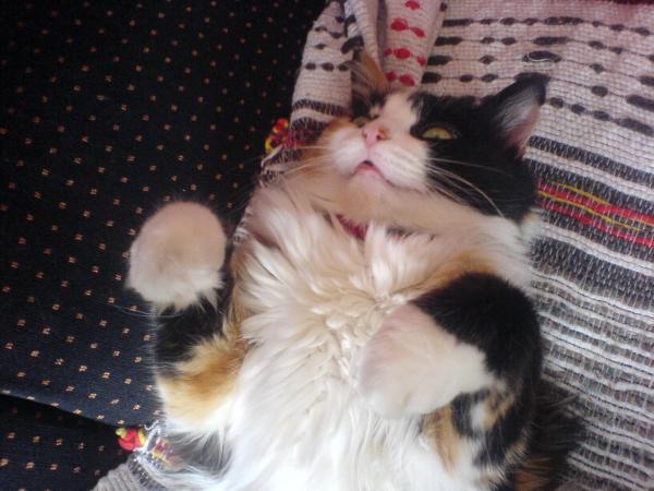 Diva