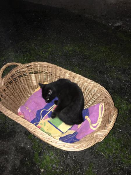 Bagheera