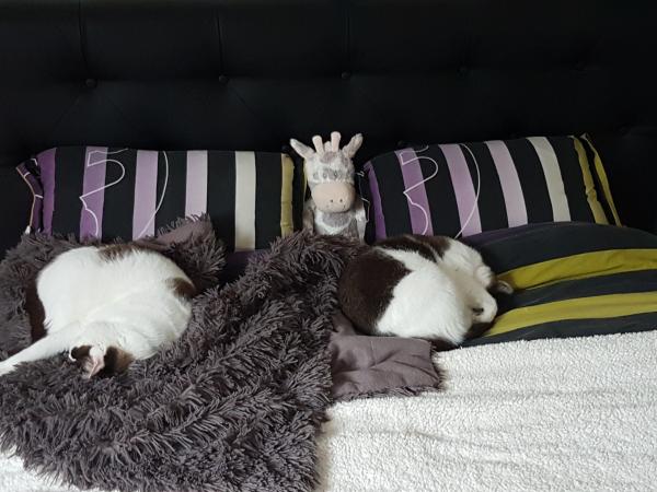 Dormeur