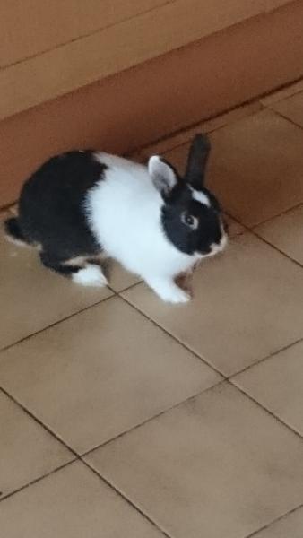 Diablo