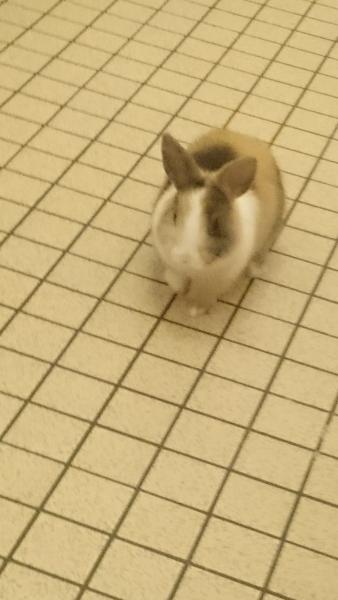 Noisette