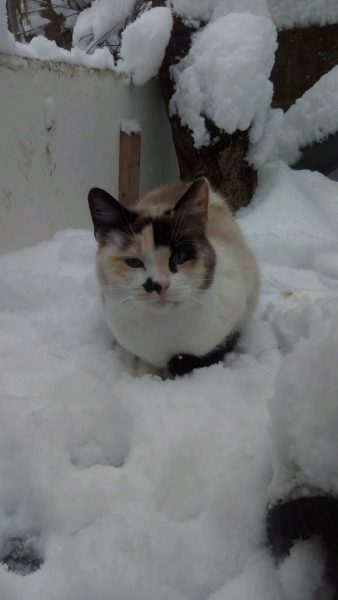 Nala