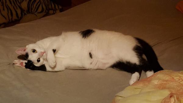 Cara