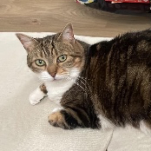 Arya