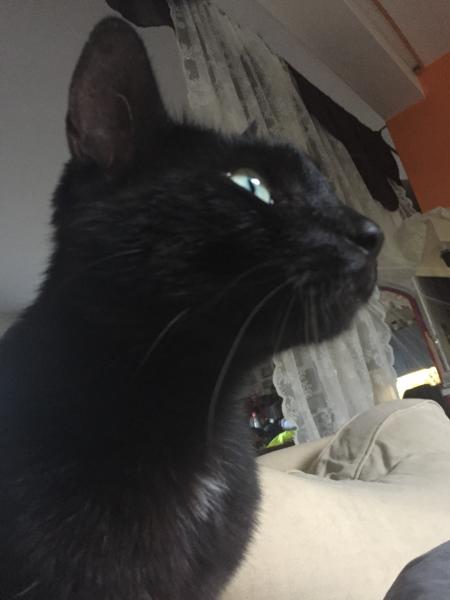 Minou