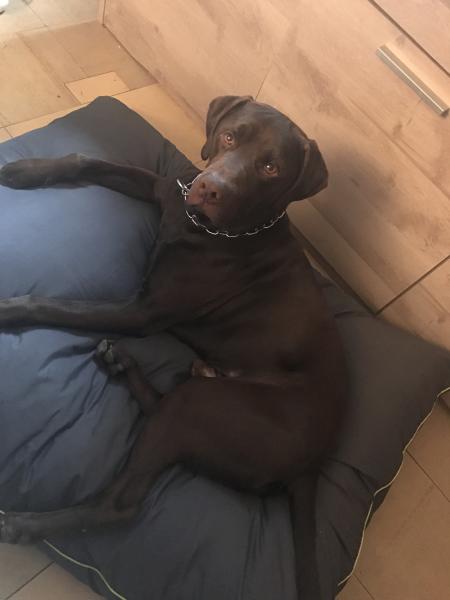 Larko