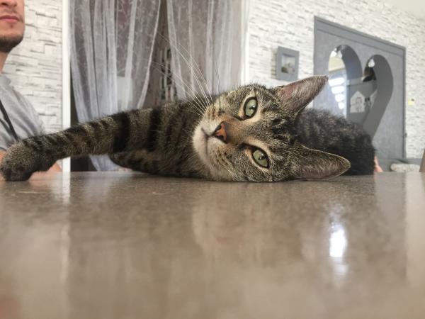 Tigrou