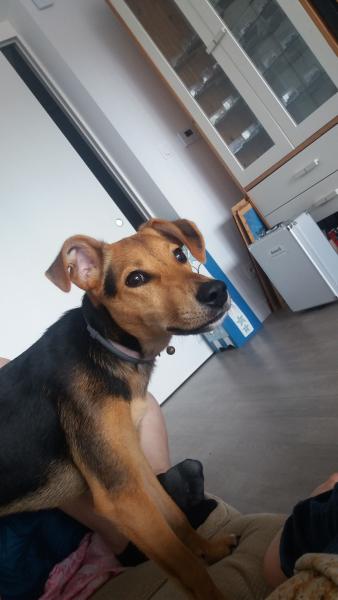 Maya