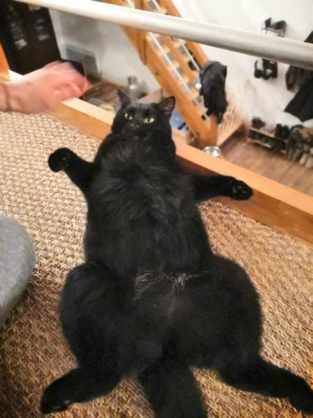 Gnocchie