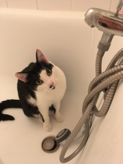 Photo de Minou