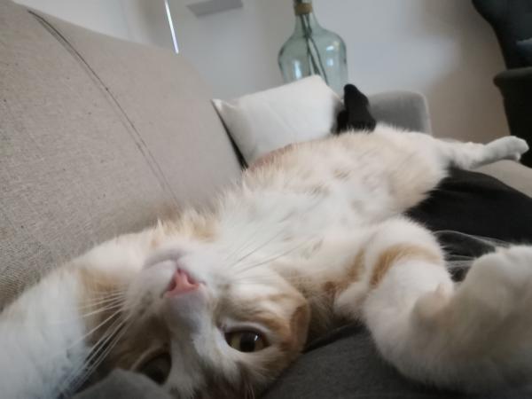 Olaf