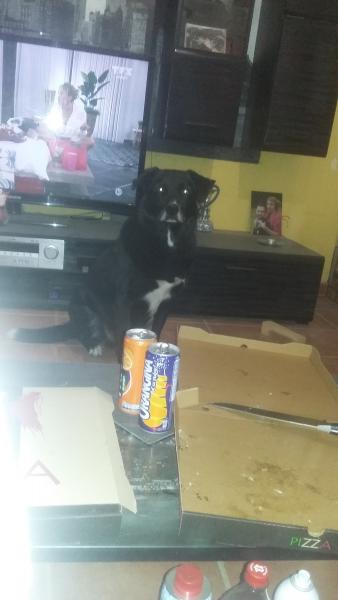 Roocky
