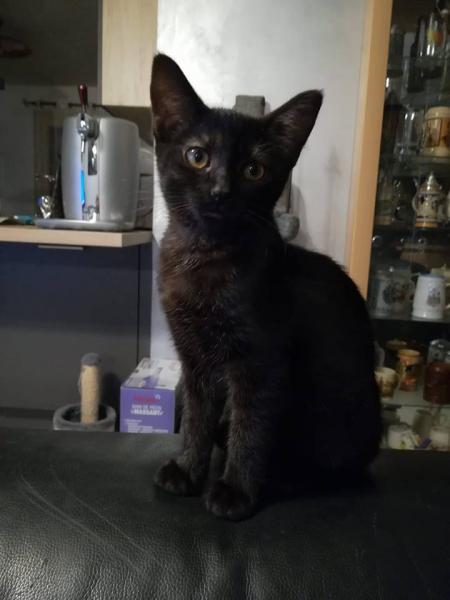 Bastet