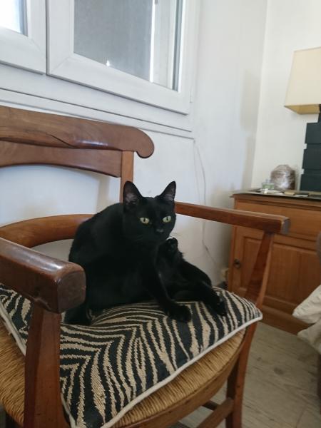 Photo de Bastêt