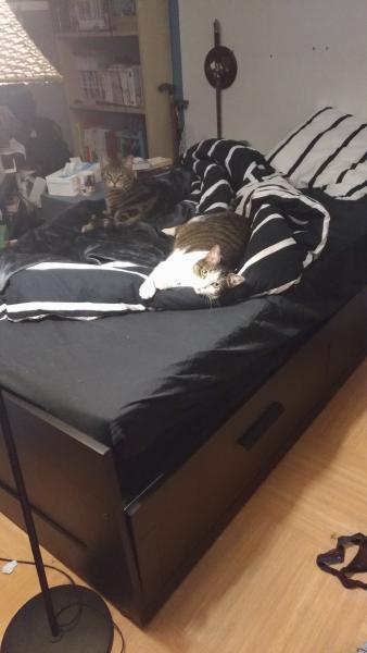 Tsuki