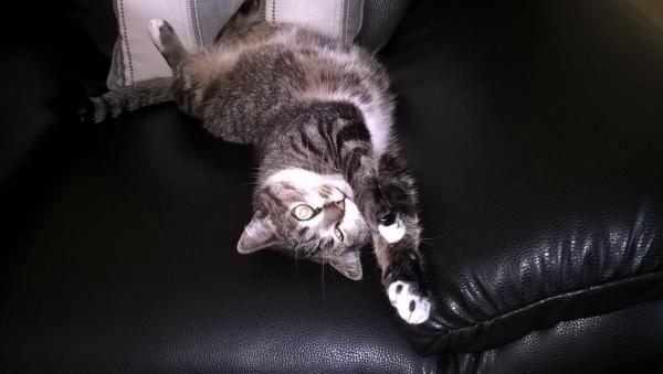 Kitty