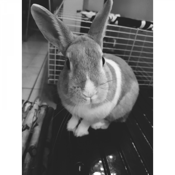 Eliot
