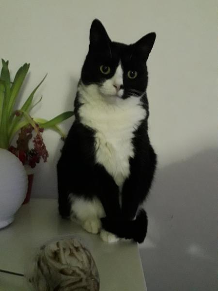 Tara
