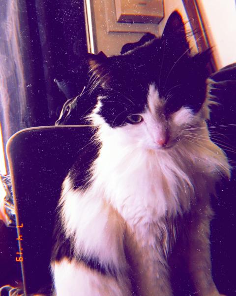 Frolo