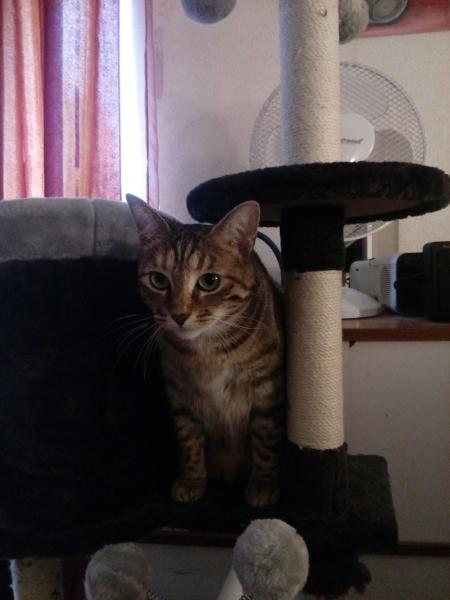 minette