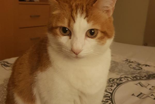 Caramel