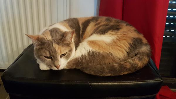 Photo de KIARA