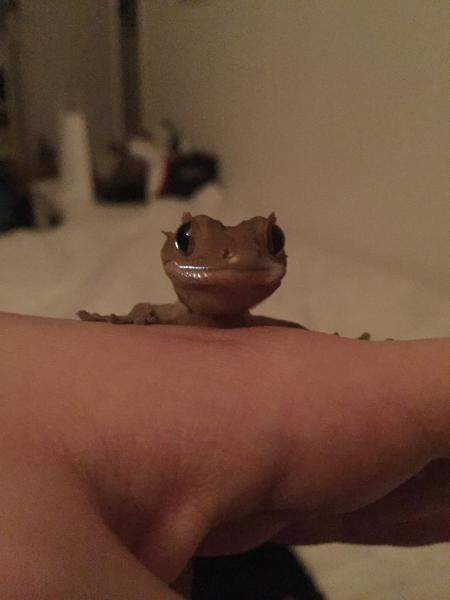 Mushu