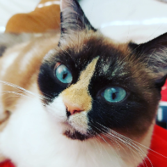 Pearl