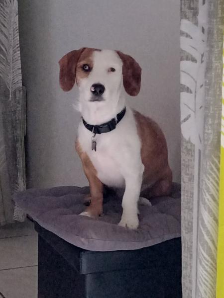 OBELIX