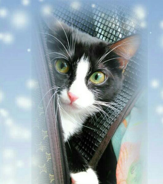Mamine