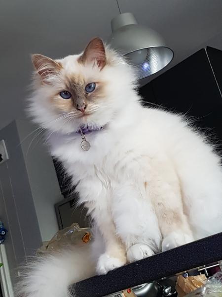 Lilou