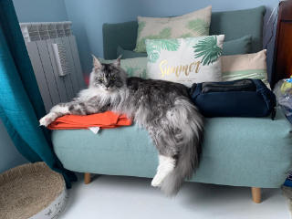 Photo de Oliver