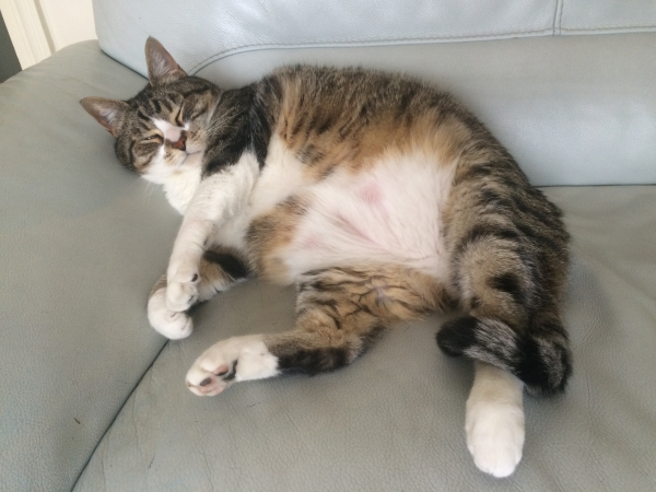Minou