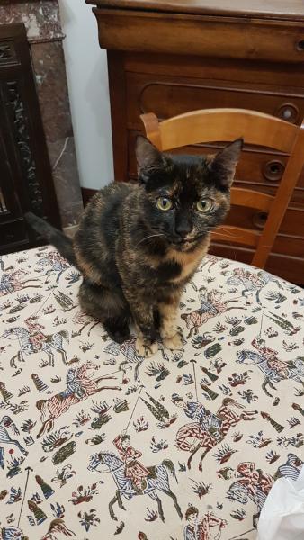 Photo de Mistigrette